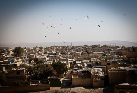 Birds fly over the Occupied Palestinian Territories