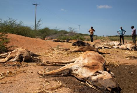 Carcasses of livestock scatter the drought-ridden landscape in Garissa County, Kenya