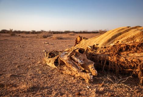 Dead livestock found inside/outside the community of Ceel-Dheere, Somaliland.