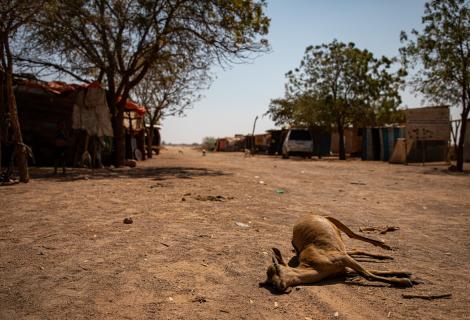Dead livestock found inside/outside the community of Ceel-Dheere, Somaliland.