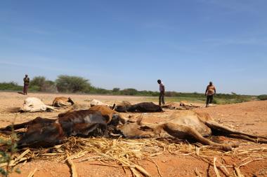 Carcasses of livestock scatter the drought-ridden landscape in Garissa County, Kenya