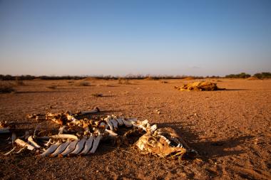 Dead livestock found inside/outside the community of Ceel-Dheere