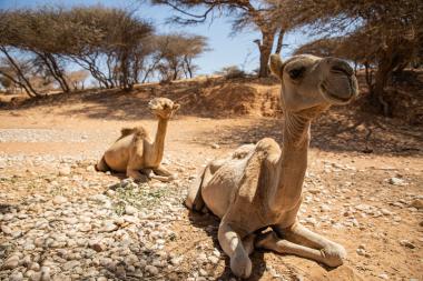 Two lame camels unable to stand in Ceel-Dheere